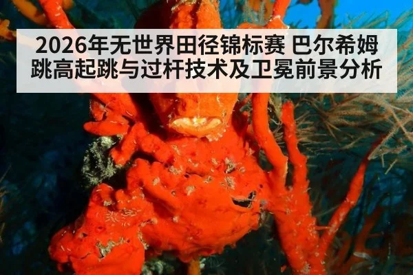 2026年无世界田径锦标赛 巴尔希姆跳高起跳与过杆技术及卫冕前景分析